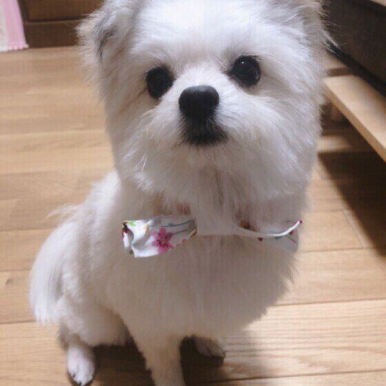 白くてフワフワな毛のMIX犬