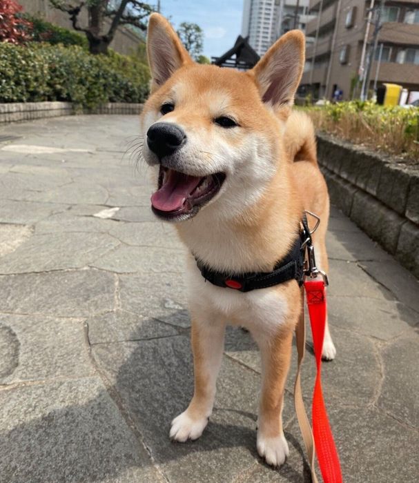 散歩をするもなかまるちゃん