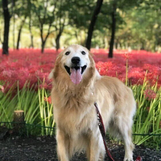 ゴールデン・レトリーバーのもおかちゃん♪