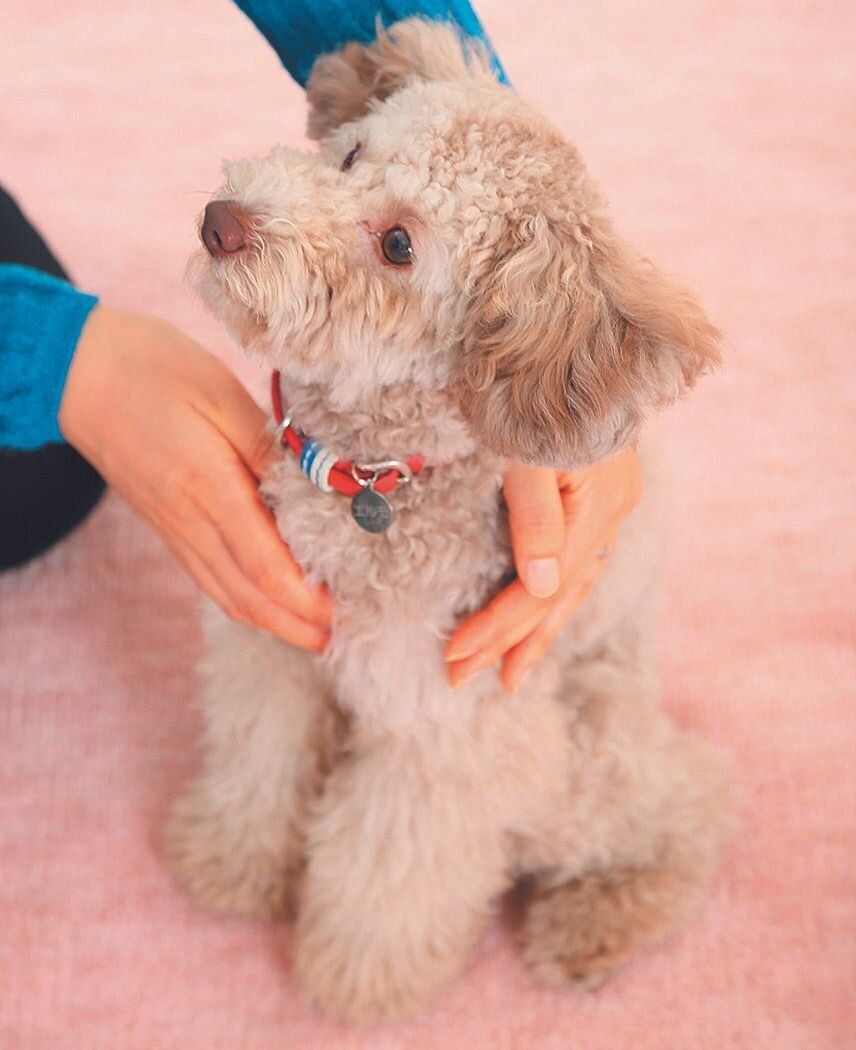 「イイコ」と声をかけながら、犬がなでられると気持ちよく感じる胸のあたりや背中を手のひらでやさしくなでて