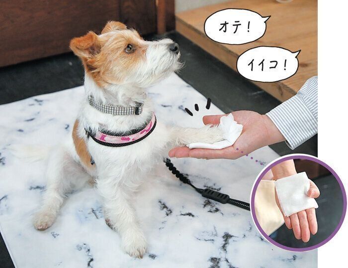 ウエットシートで手を拭かれる犬