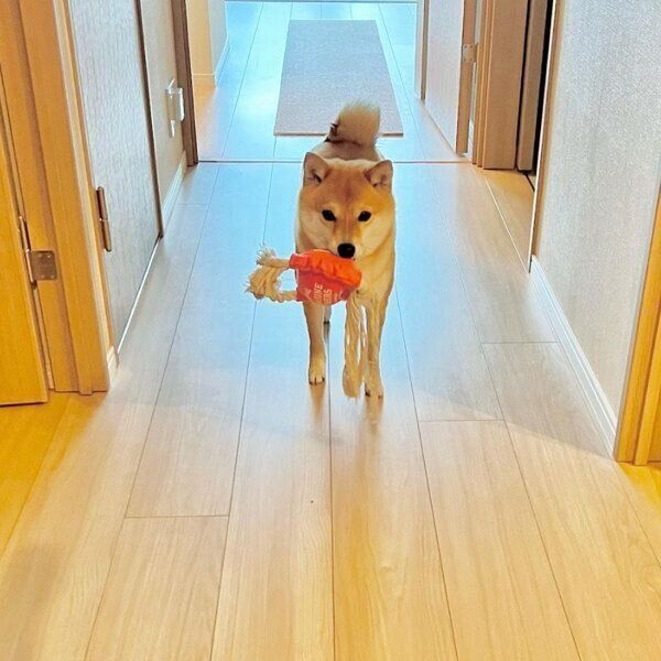 おもちゃをくわえて向かってくるおまめちゃん