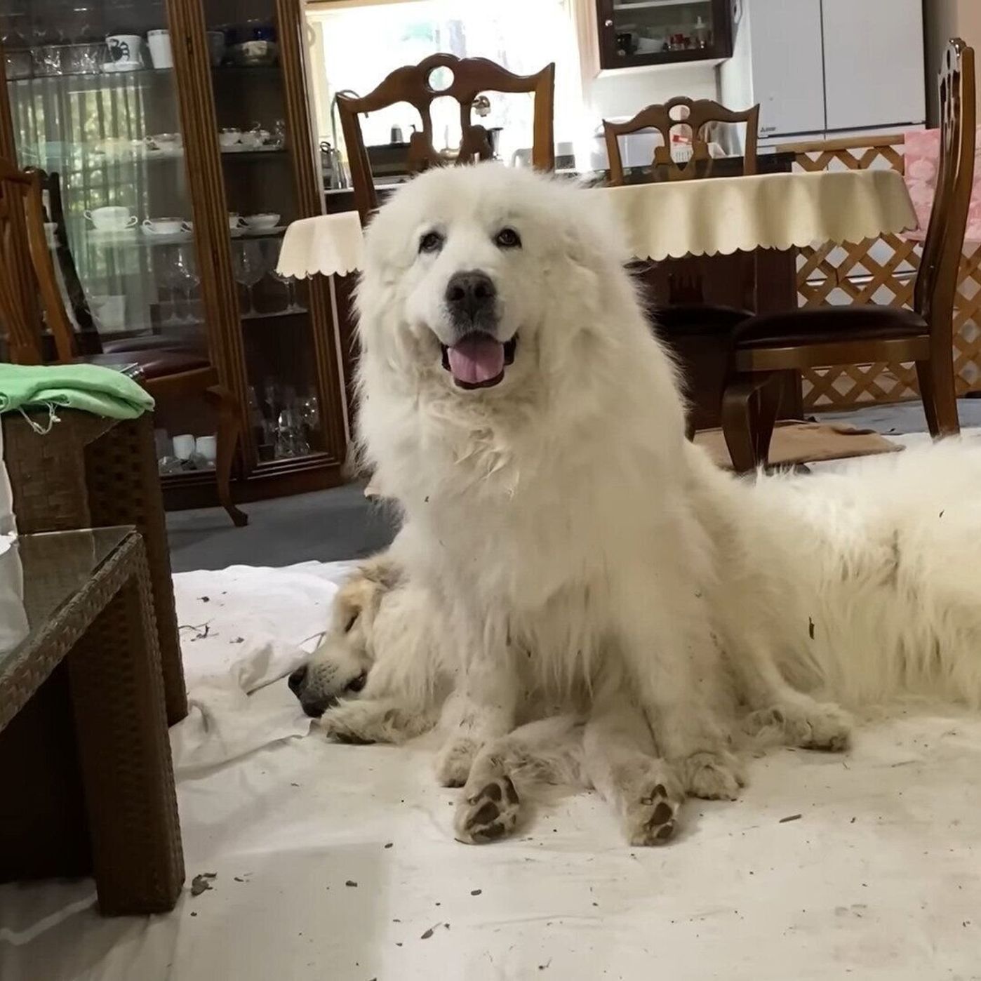 最近弟犬がちょっと やんちゃ なので 教育的指導に乗り出した姉犬 いぬのきもちweb Magazine 最近弟犬がちょっと やんちゃ なので 教育的指導に乗り出した姉犬 いぬのきもちweb Magazine