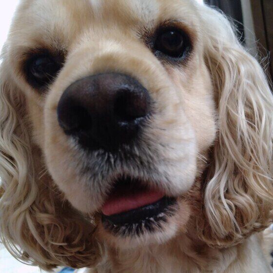 ”犬吸い”をする際の注意点とは？ 愛犬のニオイを嗅ぎながらモフモフしたい方へ いぬのきもち