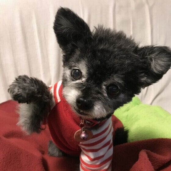 おやつが欲しいチョコちゃん