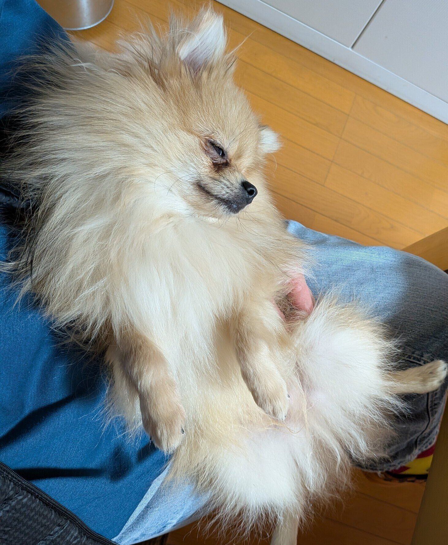 飼い主さんに抱っこされて眠るポメラニアン