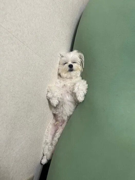 すき間にフィットしているくぅちゃん