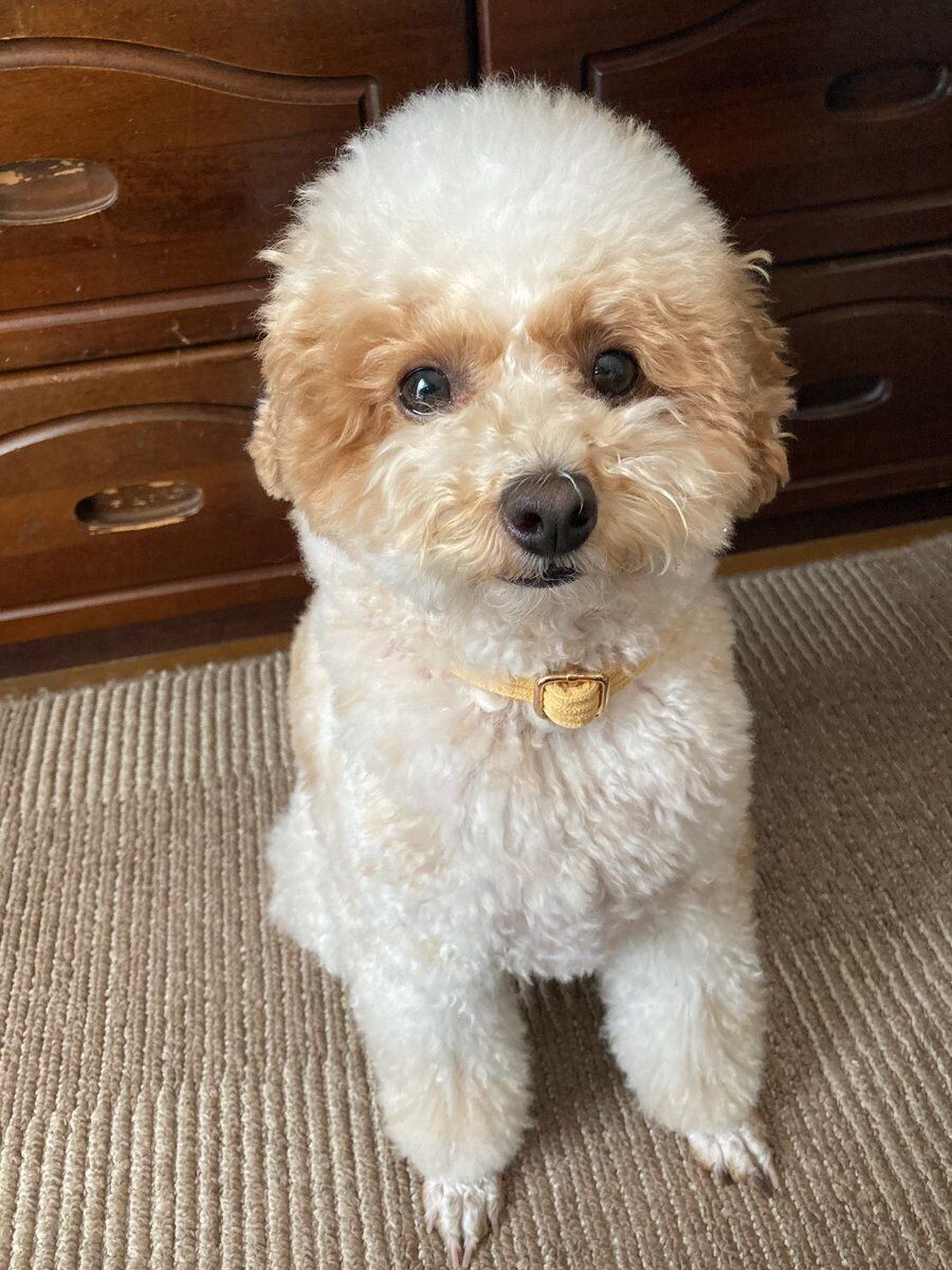 おばあちゃんの家に来たハチミツちゃん