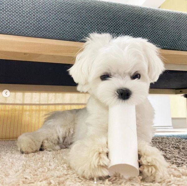 トイレットペーパーの芯で遊ぶちまちゃん