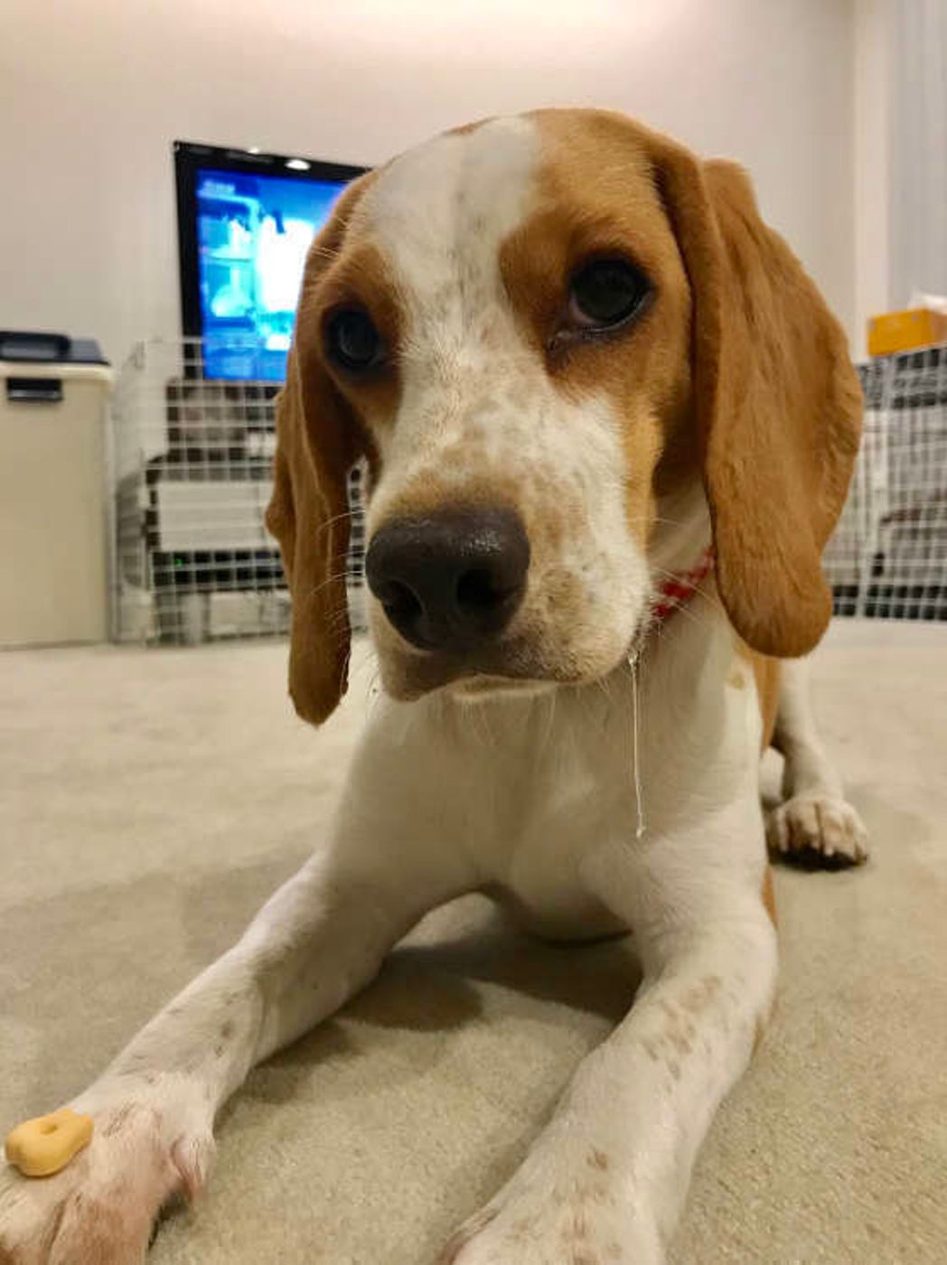 犬のよだれが多すぎるときは注意 よだれの原因を知っておこう いぬのきもちweb Magazine 犬のよだれが多すぎるときは注意 よだれの原因を知っておこう いぬのきもちweb Magazine