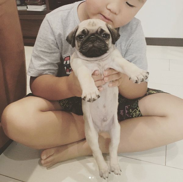 すくすく成長するパグ