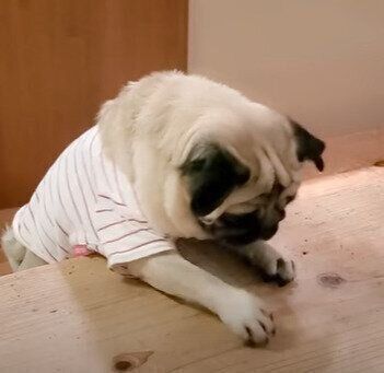 木目を食べようとするぷぅちゃん