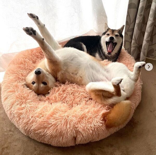 くつろぐごまちゃん、つくねちゃん