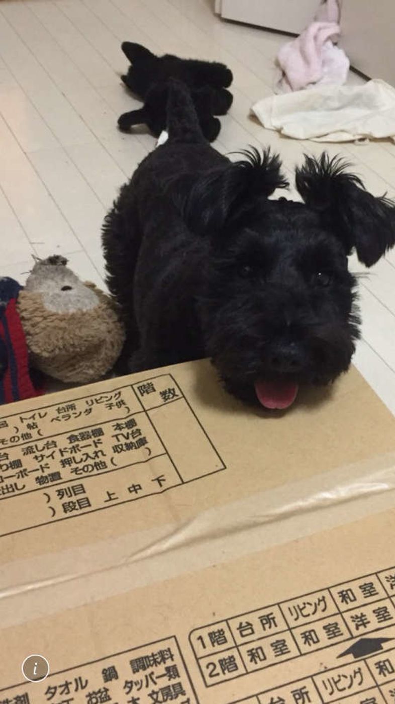 犬連れ引越し体験談と獣医師アドバイス 愛犬のストレスに注意 いぬのきもちweb Magazine 犬連れ引越し体験談と獣医師アドバイス 愛犬のストレスに注意 いぬのきもちweb Magazine