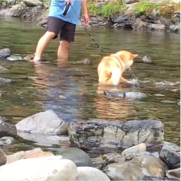 ライオンキングワンコ