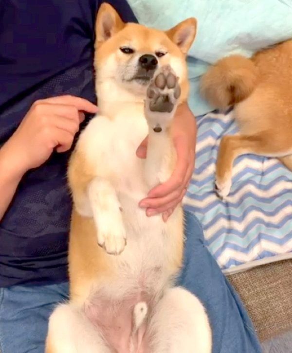マッサージ中に手を伸ばす柴犬