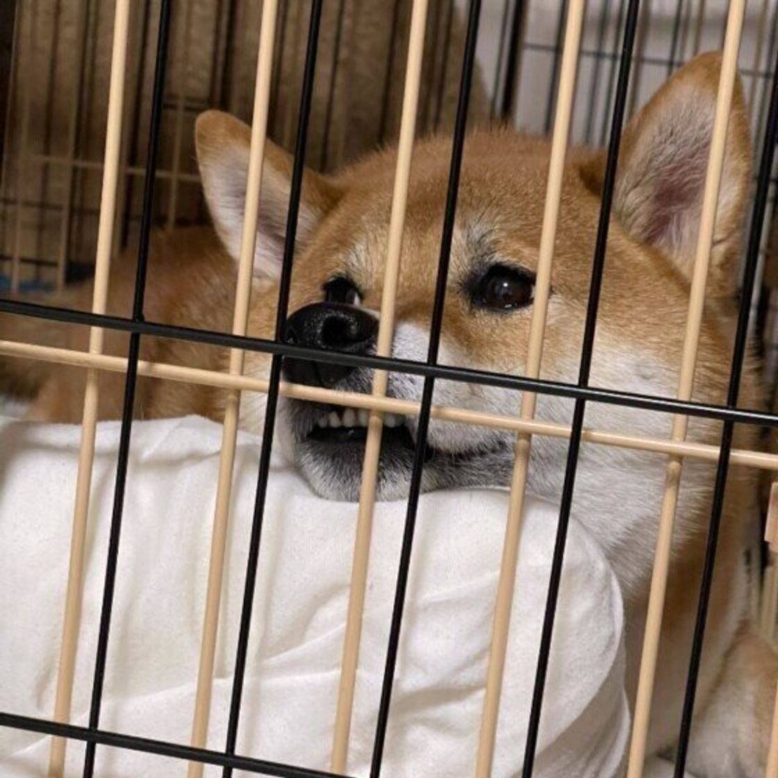 犬も 歯ぎしり をするの 原因と対処法を獣医師が解説 いぬのきもちweb Magazine 犬も 歯ぎしり をするの 原因と対処法を獣医師が解説 いぬのきもちweb Magazine