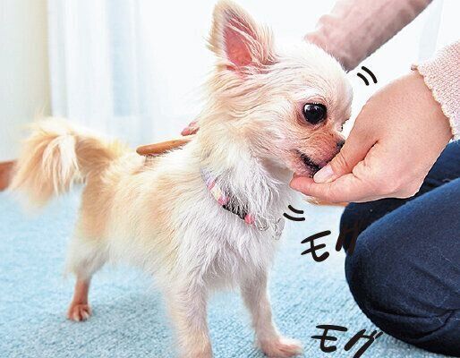 おやつを与えながら、触りやすいところから、ブラッシングを