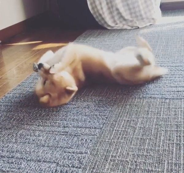 豆柴のはなちゃん