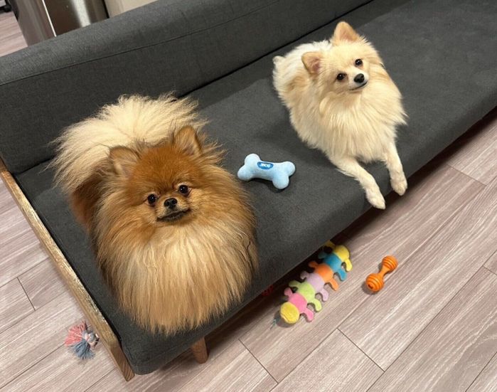 まったりするミルモくん、兄犬・ポンくん