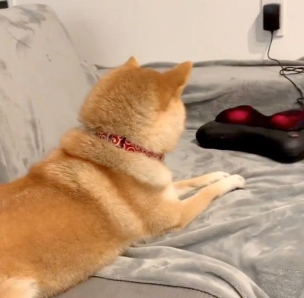 マッサージ器に興味津々な柴犬・味噌ちゃん