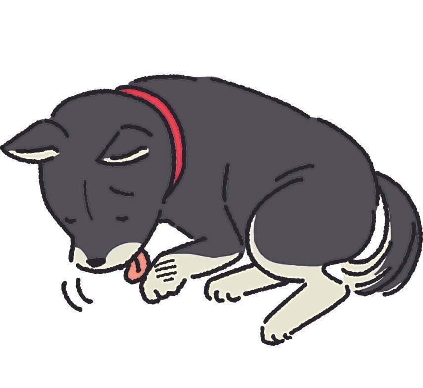 犬が階段を嫌がる 散歩を嫌がる もしかしたら 慢性痛 のサインかも いぬのきもちweb Magazine