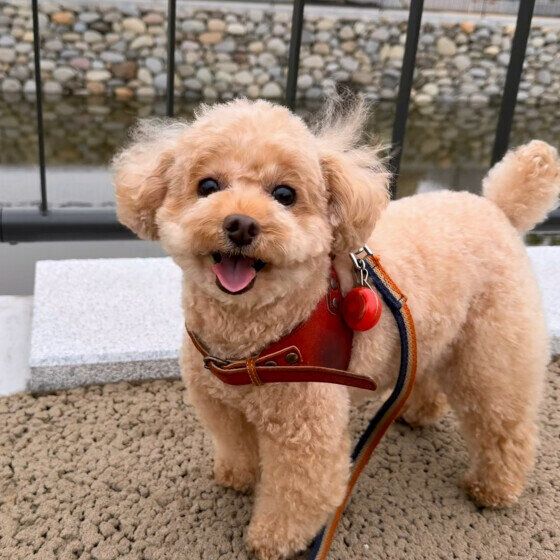 お散歩中♪笑顔のワンちゃん