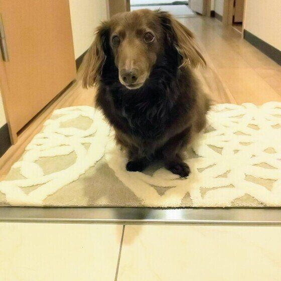 玄関で待つダックス