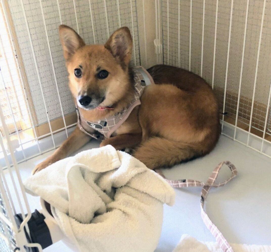 ケージの隅で小さくなるニコちゃん