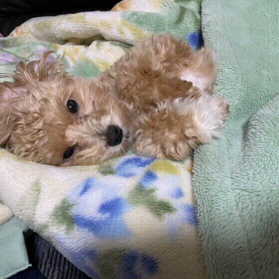 お昼寝するMix犬