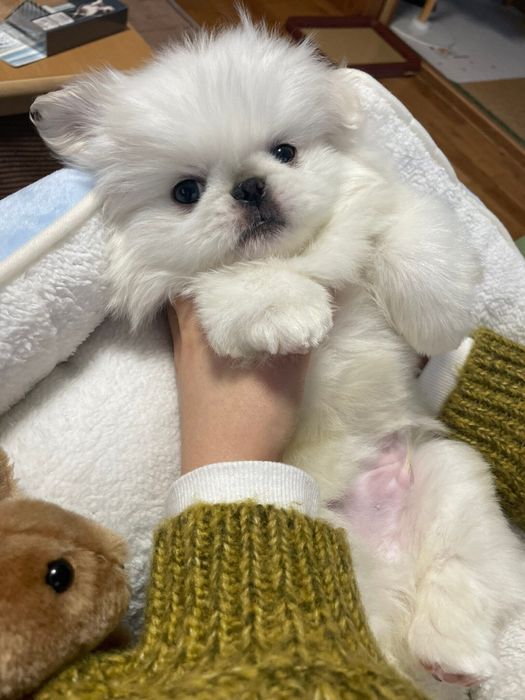 子犬時代のもふぞうくん