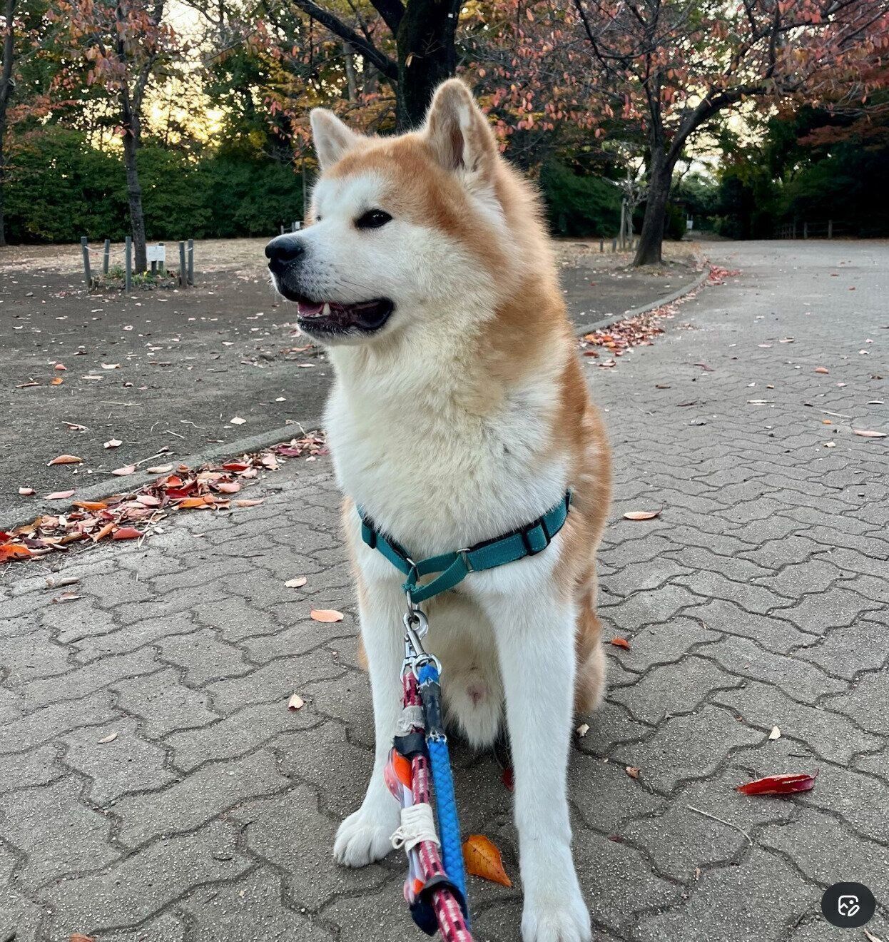 散歩中の桃亮くん