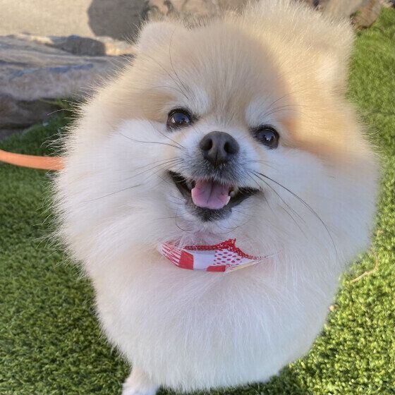 愛犬が避妊手術前に発情期を迎えたときの注意点 いぬのきもち