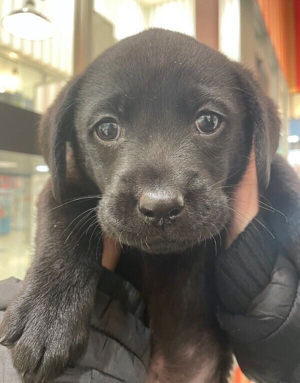 子犬の頃のぽこちゃん