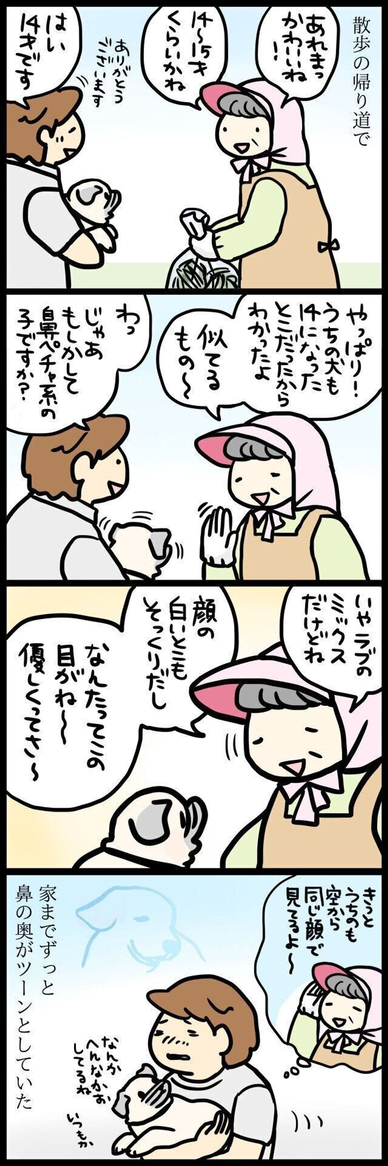 優しい目がそっくり めーと同じ14才ワンコのお話で鼻の奥がツーンとしたこと 連載 パグ犬 めー Vol 101 いぬのきもちweb Magazine 優しい目がそっくり めーと同じ14才ワンコのお話で鼻の奥がツーンとしたこと 連載 パグ犬 めー Vol 101 いぬのきもちweb Magazine