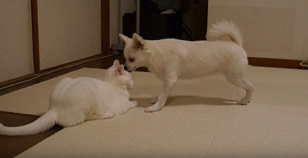 クンクンする犬