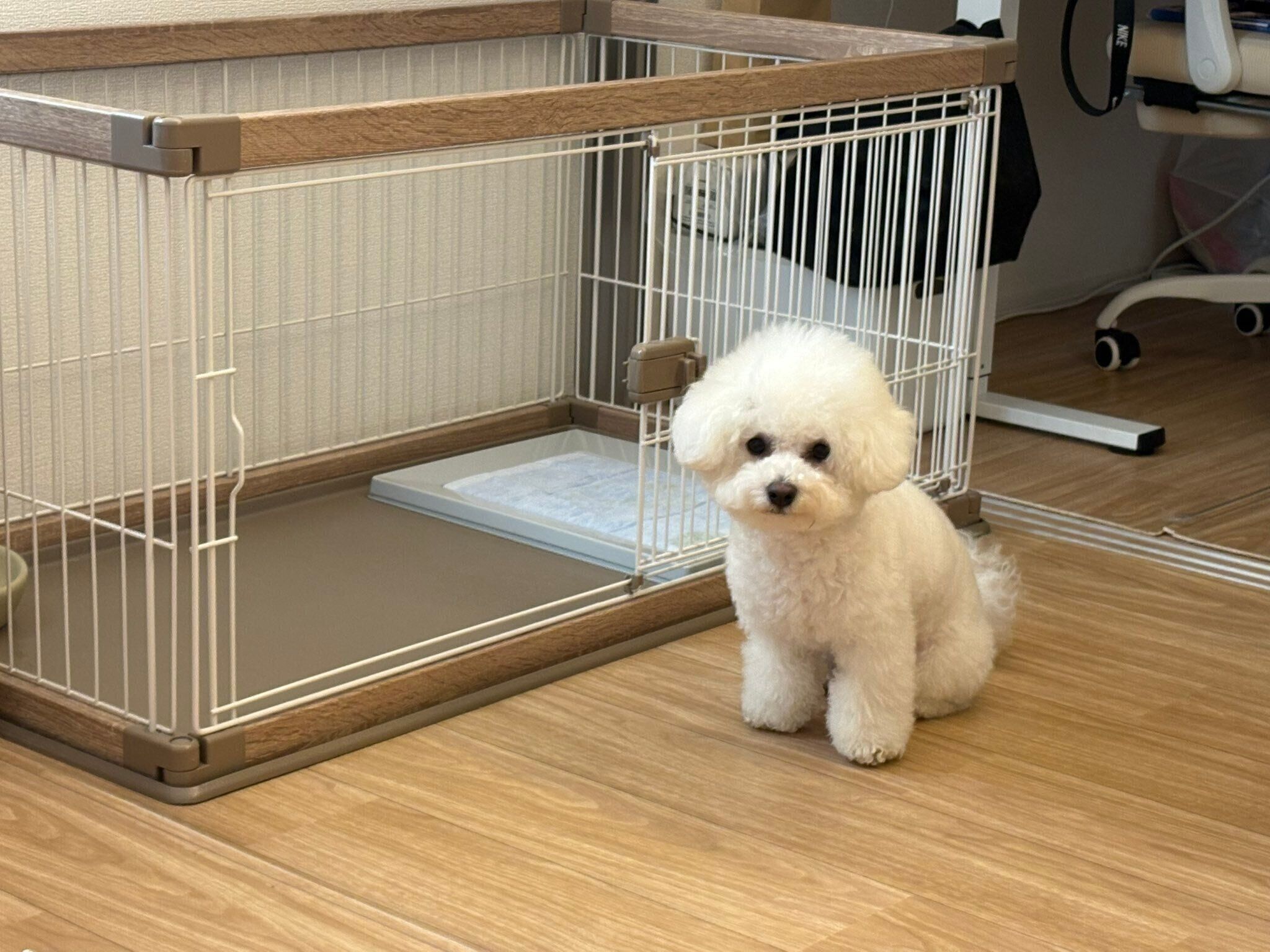 トイレの前で飼い主さんを見つめるアポちゃん