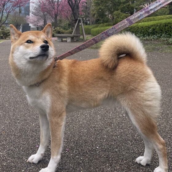 柴犬のすみれちゃん
