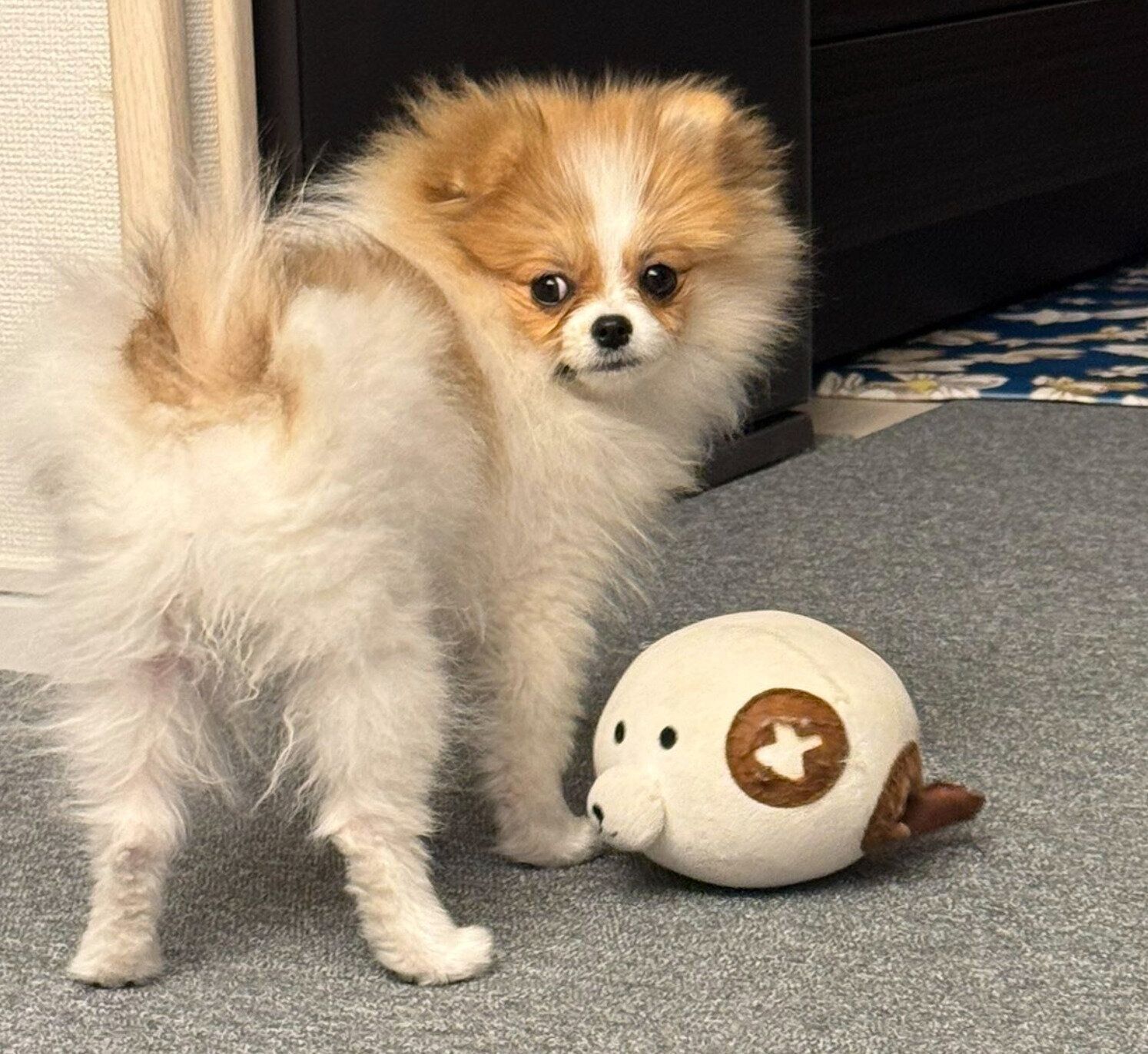 スクスクと成長中のダイヤちゃん