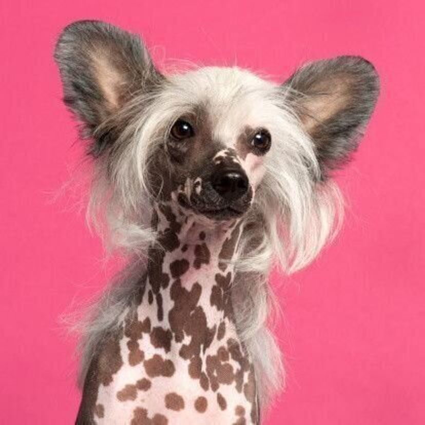 チャイニーズ クレステッド ドッグの特徴 性格 最新価格と飼い方 いぬのきもち 犬図鑑 いぬのきもちweb Magazine チャイニーズ クレステッド ドッグの特徴 性格 最新価格と飼い方 いぬのきもち 犬図鑑 いぬのきもちweb Magazine