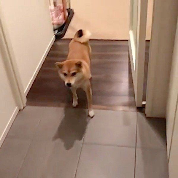 フローリングの歩き方が特殊な柴犬