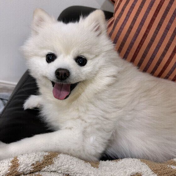 ポメラニアンのショコラちゃん♪