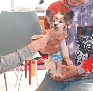 今は亡き元飼い主のＭさんの家族が、松ケンくんに会いに来てくれました。元気に暮らしている姿を見て目を潤ませます