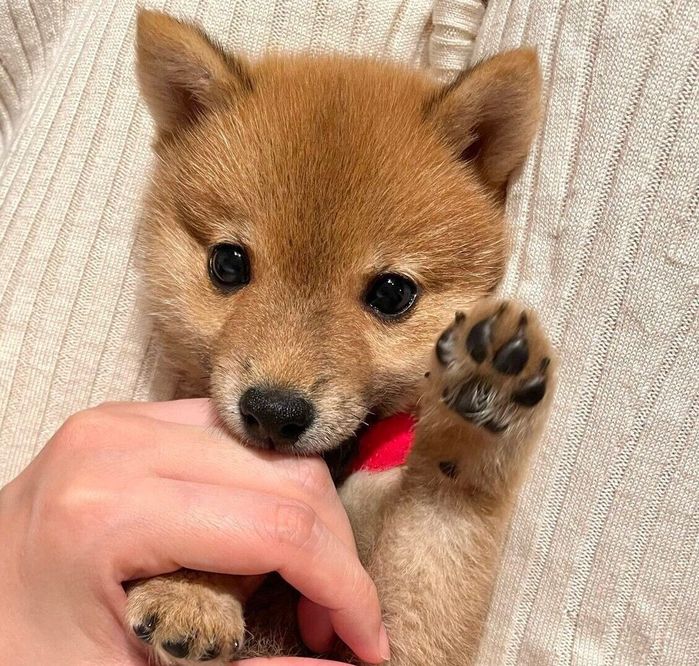 生後3カ月ごろのタマちゃん