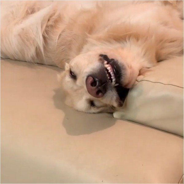 ゴールデン・レトリーバー