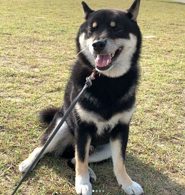 お散歩を楽しむこてつくん