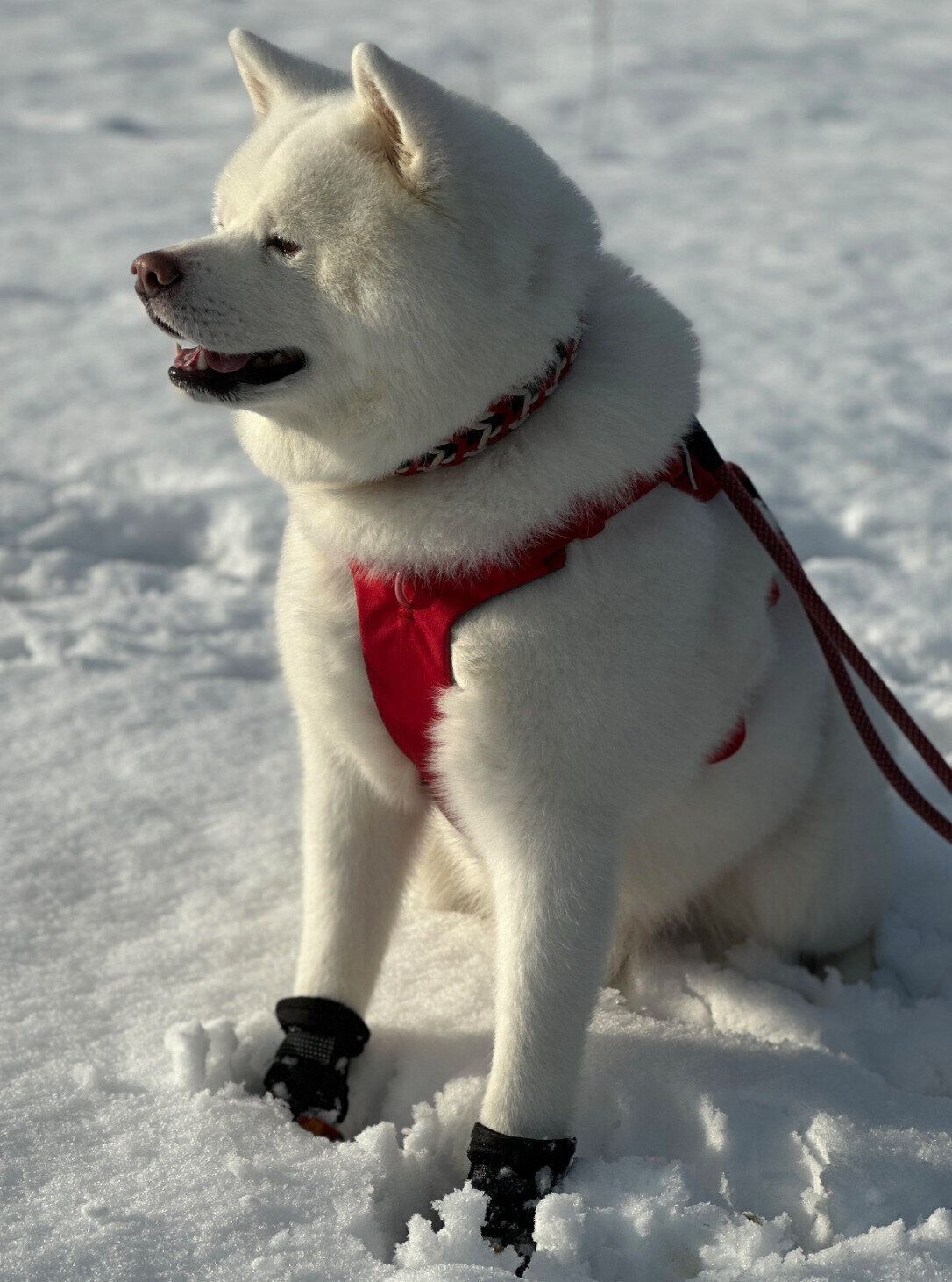 散歩をする海くん