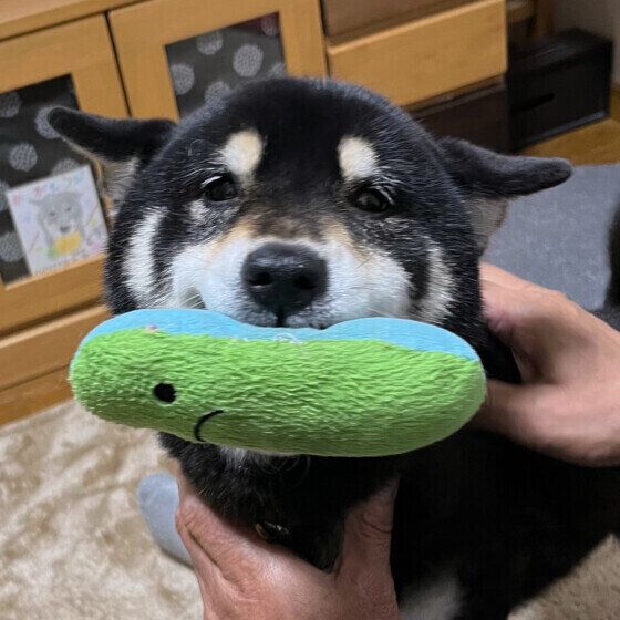 柴犬 いぬのきもち