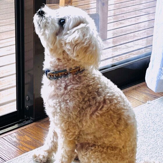 トイ・プードルのゲンくん