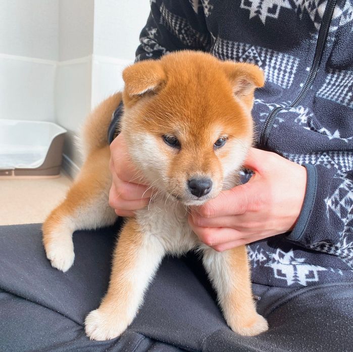 お迎え初日に撮影した、生後約2カ月のもなかまるちゃん